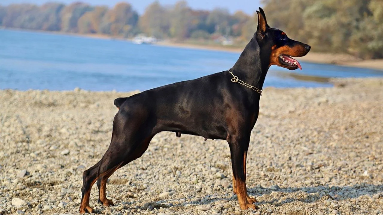 Doberman dog