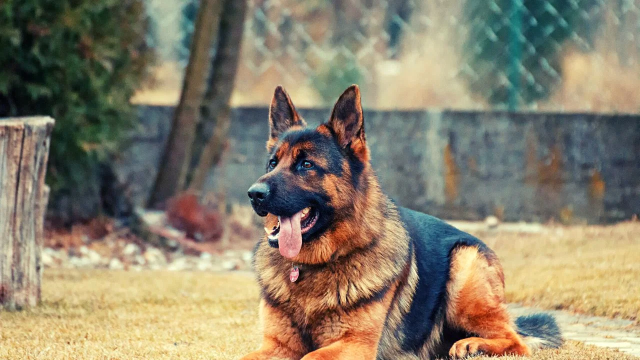 German Shepherds (alsatians)