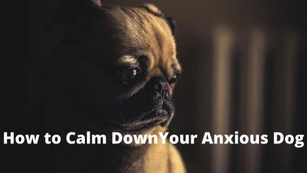 How to Calm Down Your Dog