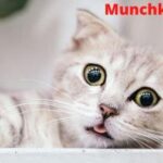 Munchkin Cat Price in India, Lifespan and Profile Munchkin Cat