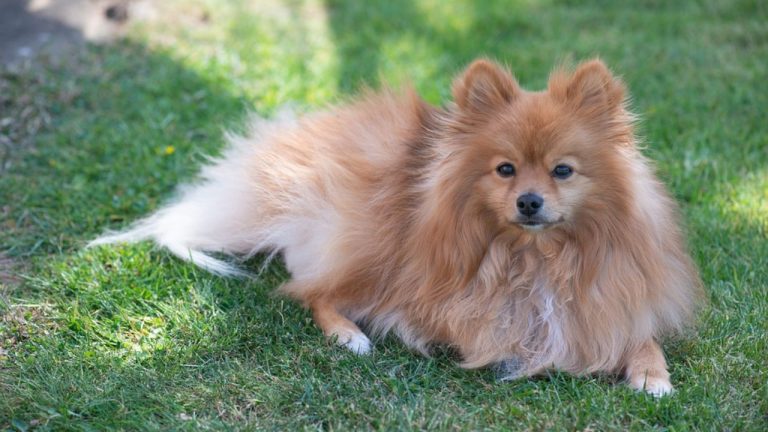 Pomeranian Dog Price In India, Lifespan, Breed Profile (2024)