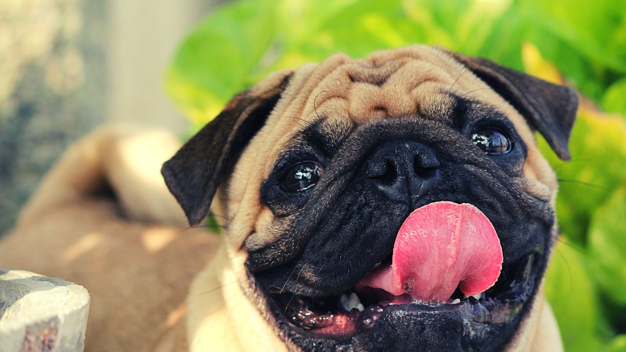 Pug dog