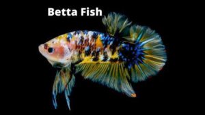 Betta Fish