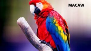 15 Best Birds As Pets (Legal In India) With Price And Lifespan