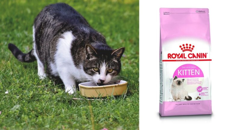 royal-canin-cat-food-review-2023-deserves-criticism