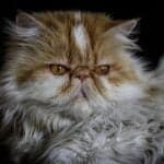 Persian Cat Price in India, Lifespan and Profile Persian cat price lifespan in India