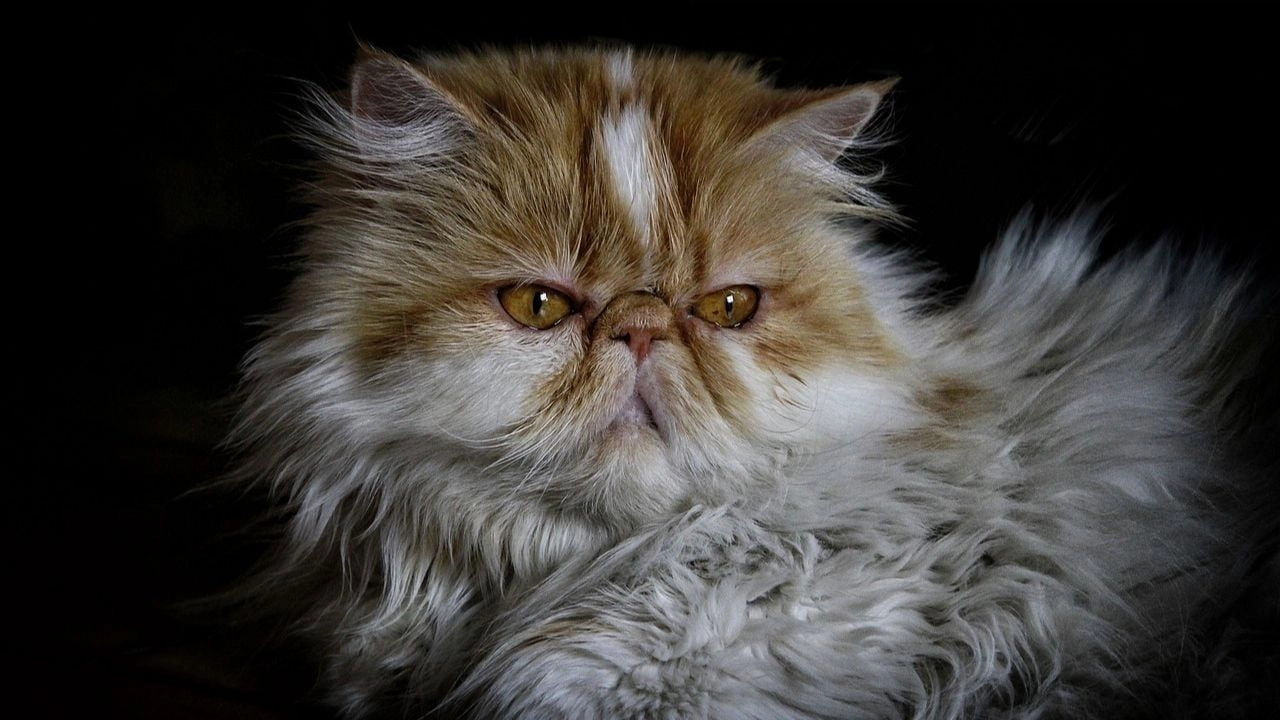 Persian Cat Price In India Lifespan And Profile By Petfather   Persian Cat Price Lifespan In India .webp