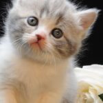 Munchkin Cat Price in India, Lifespan and Profile Munchkin Cat Breed Full Information