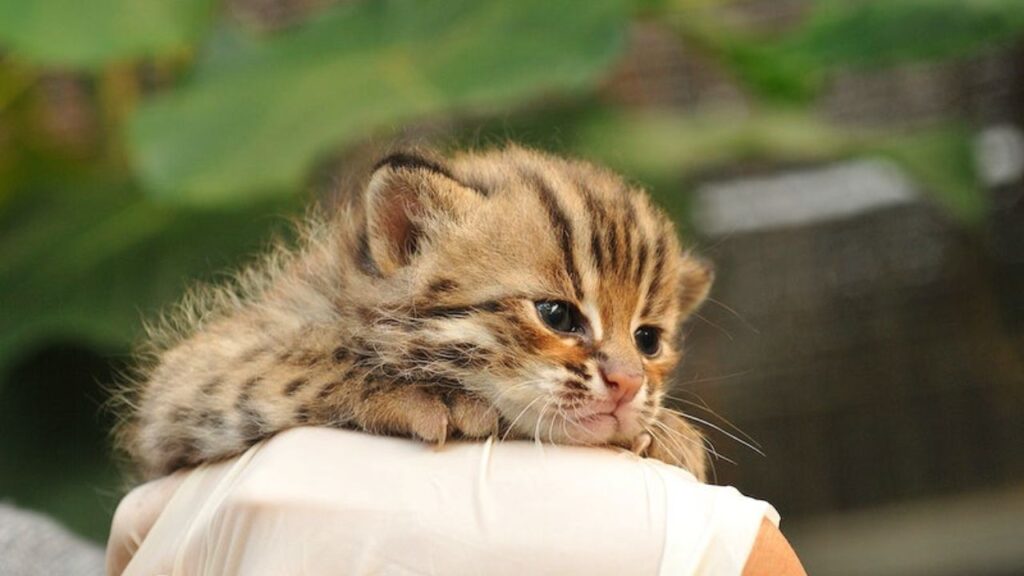 rusty spotted cat for sale us