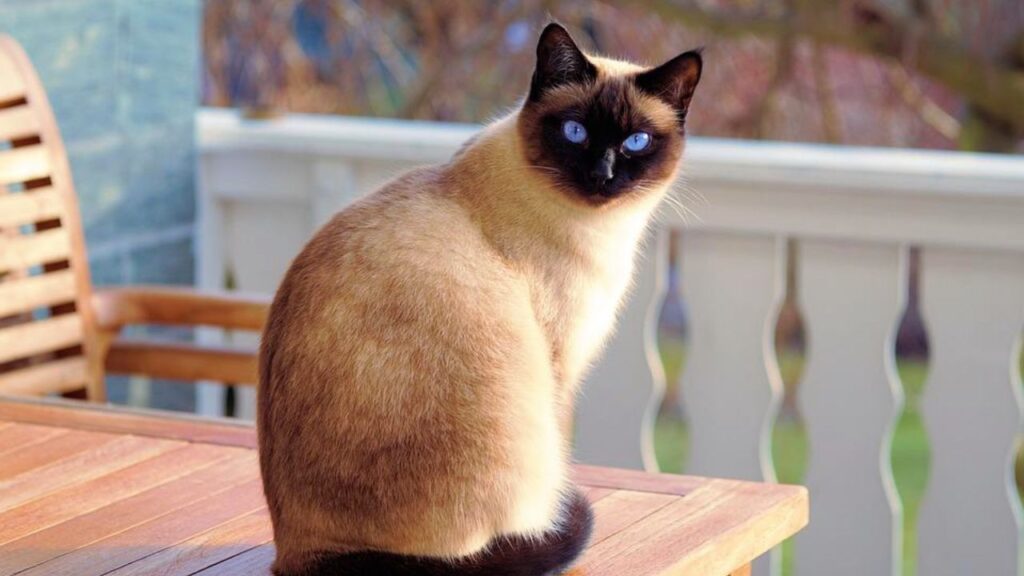 Cheapest Cat Breeds in India