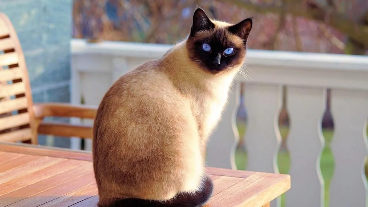 Cheapest Cat Breeds in India