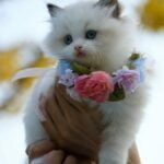 How to Take Care of Your Cat in Summer? From a Vet Best Cat Breeds