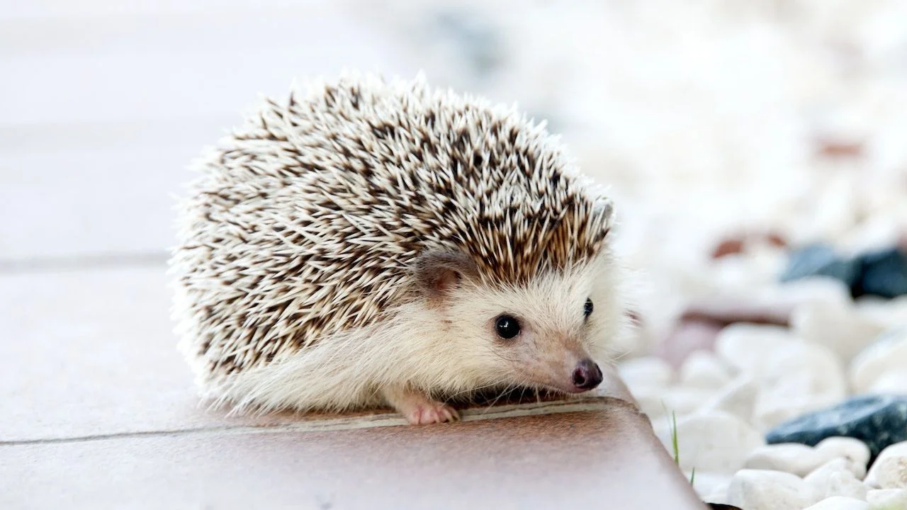 African pygmy hedgehog