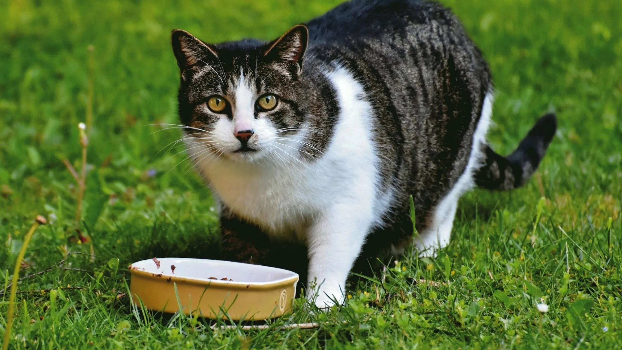 How to Choose Food for Seniors Cats