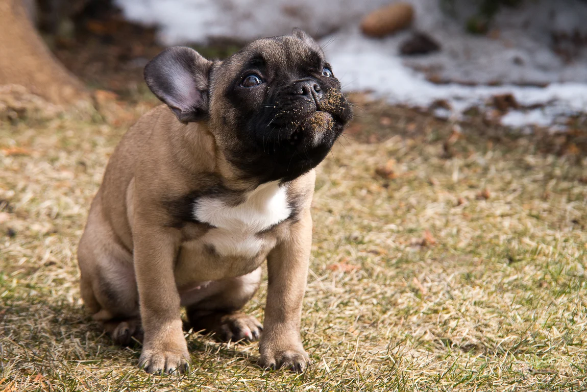 French Bulldog Dethrones Labrador Retriever as America's Most Popular Dog Breed