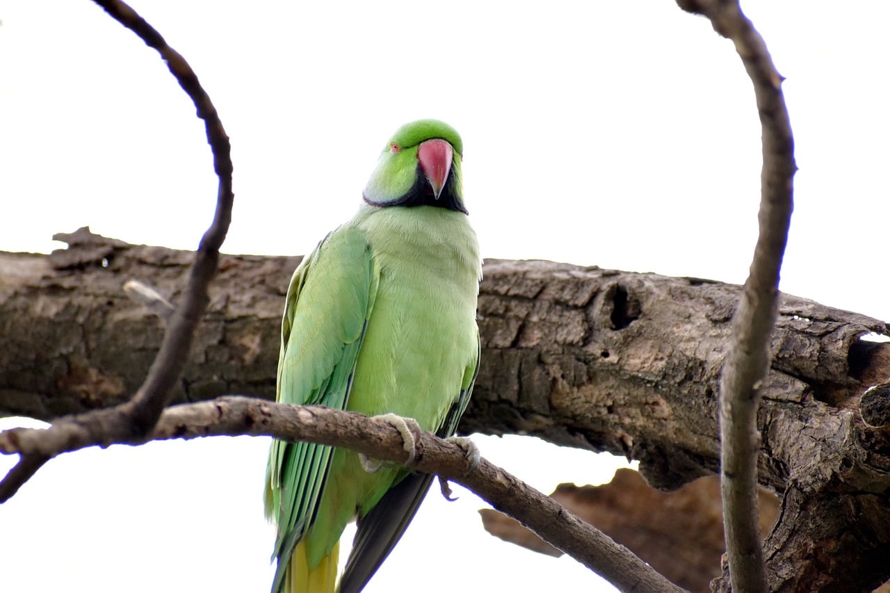 Parrot Price In India Different Legal Breeds Petfather