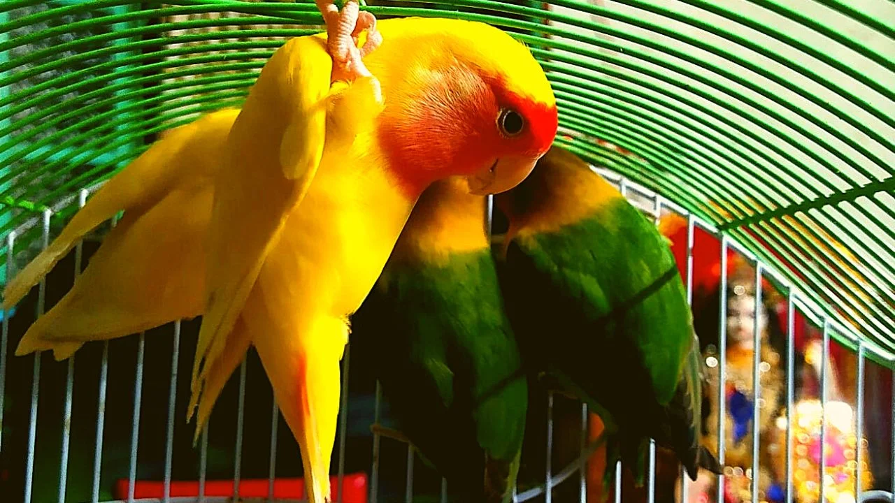 Love Birds Price in India, lifespan, legality and Faqs