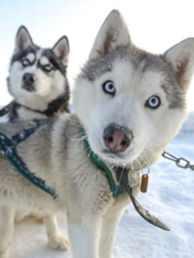Husky Dogs: Top Fascinating Secrets