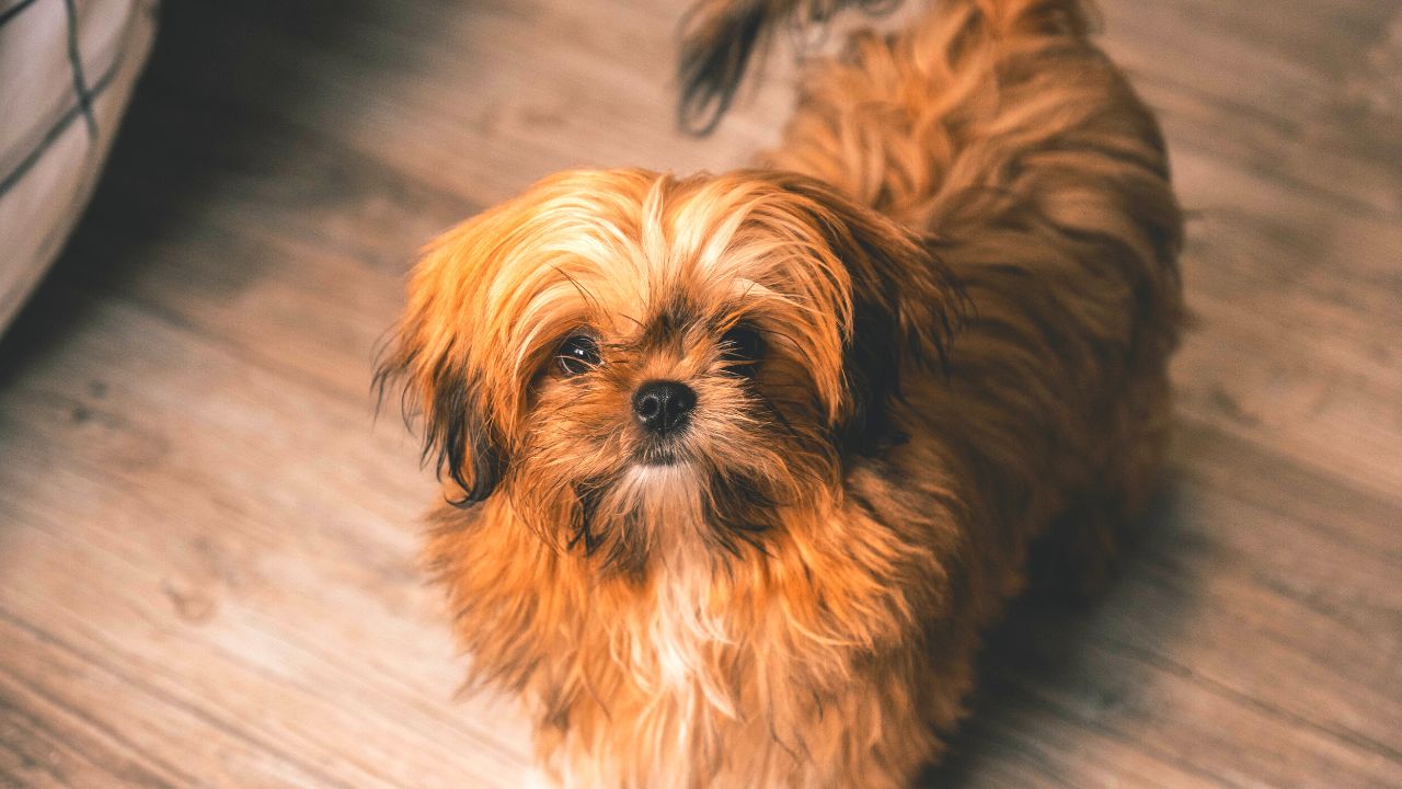 Shih Tzu price in India, Lifespan And FAQs