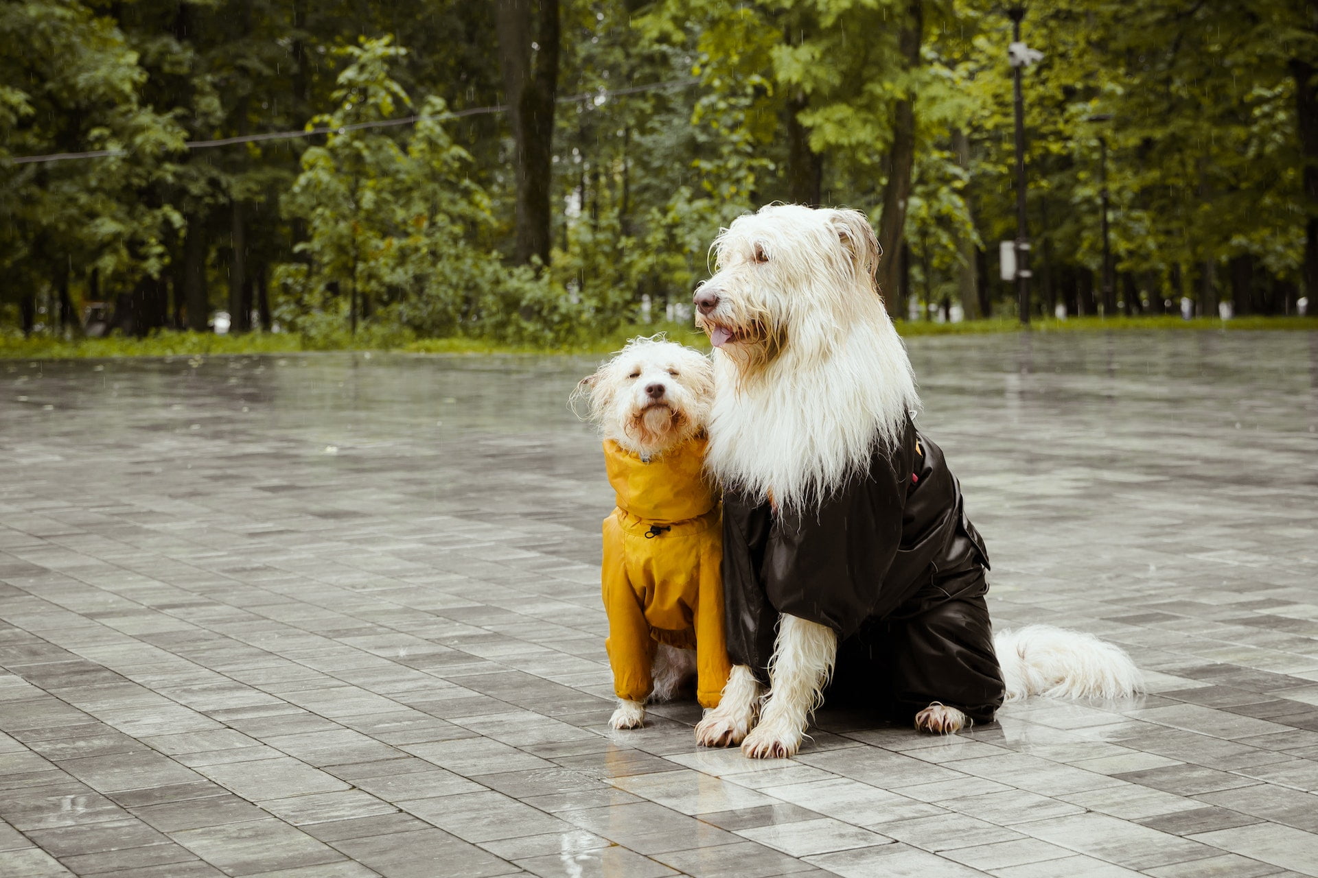 dog-raincoat-best-raincoats-for-dogs-in-india-august-2023