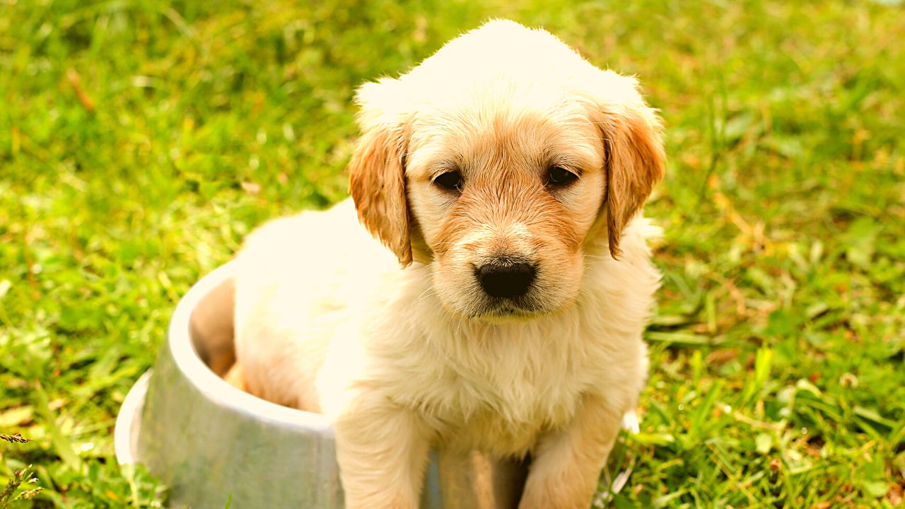 How to Help a Puppy That Won't Eat