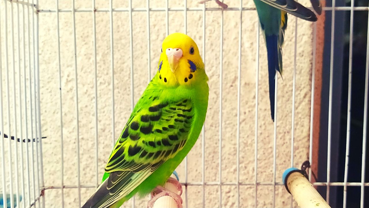 Budgies Price in India, Varieties, Lifespan and Profile