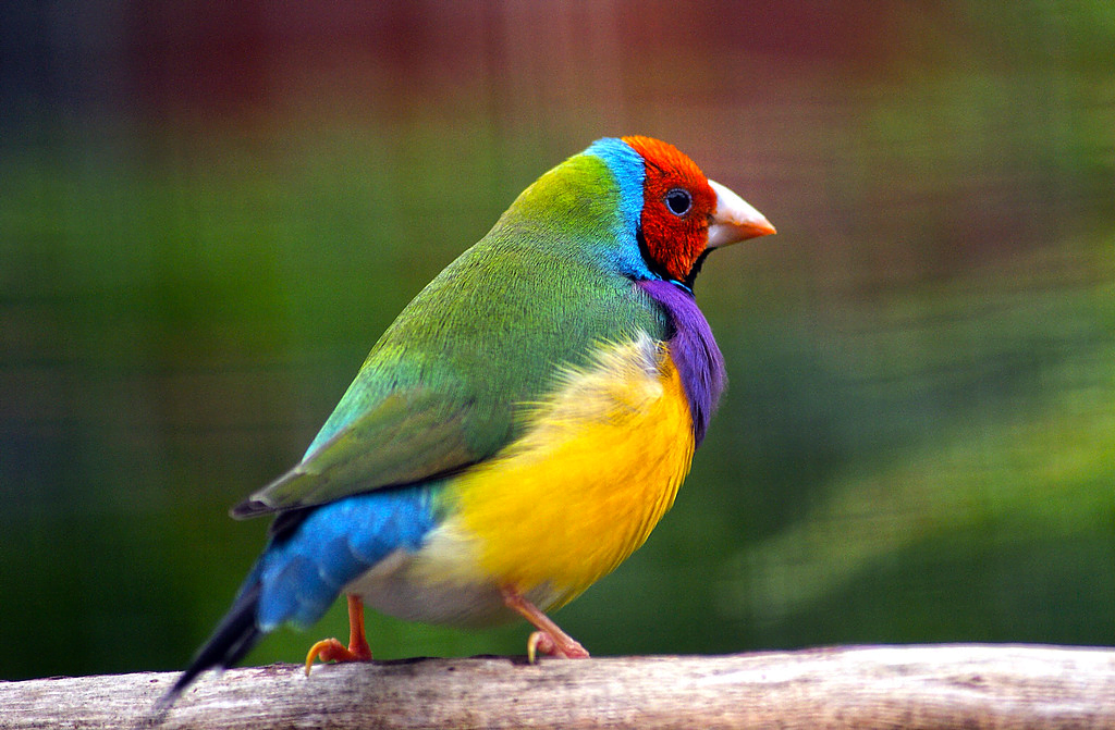 Finch Bird Price In India, Varieties, Lifespan, And Profile