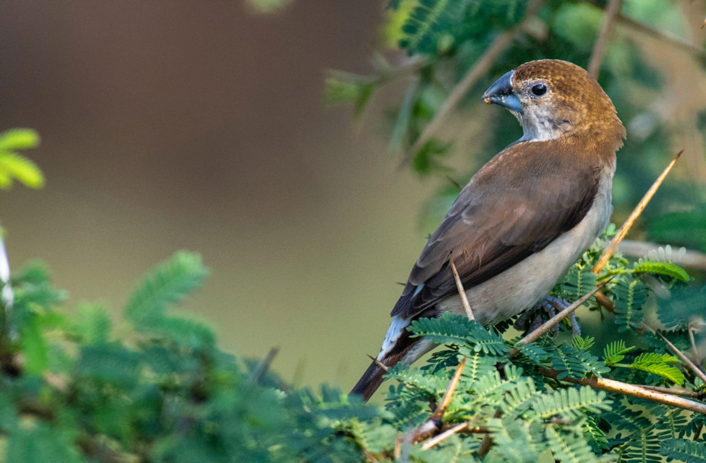 Finch Bird Price In India, Varieties, Lifespan, And Profile