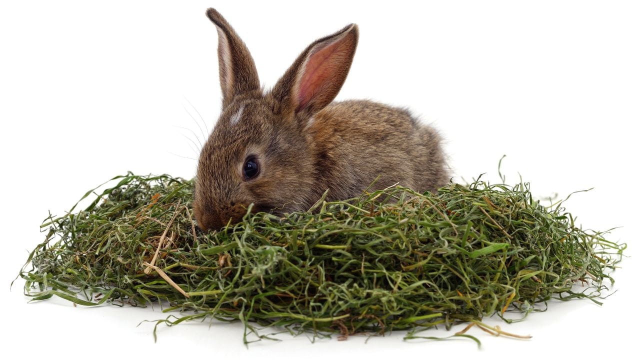 what-should-rabbits-eat-rabbit-diet-plan