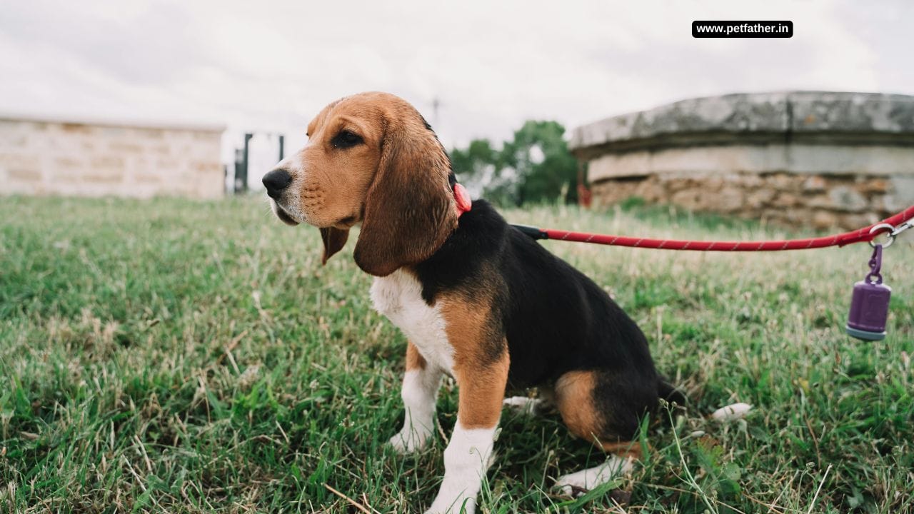 Beagle Dog Price in India, Lifespan and Breed Profile