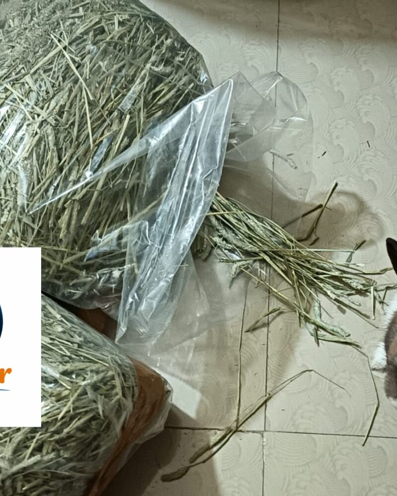 Timothy Hay 1 Kg Petfather Kolkata West Bengal